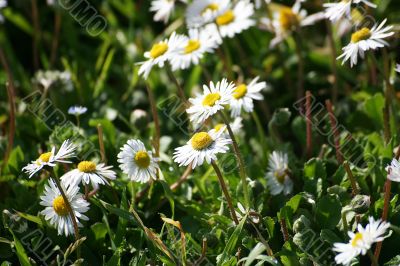 spontaneous flowers