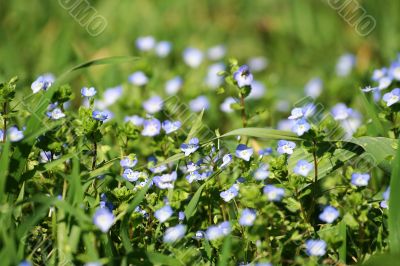 spontaneous flowers