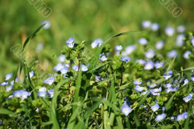 spontaneous flowers