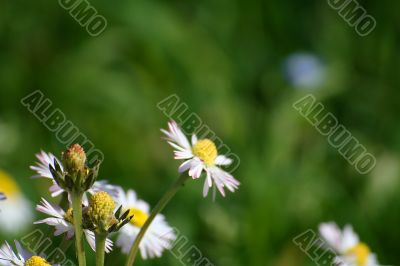 spontaneous flowers