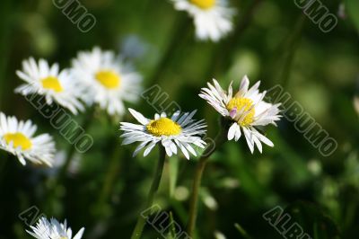 spontaneous flowers