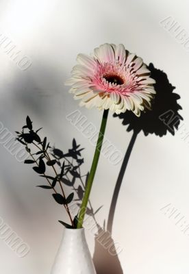 gerber daisy