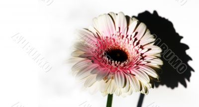 gerber daisy