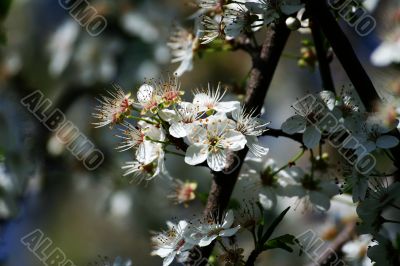 cherry tree flowers
