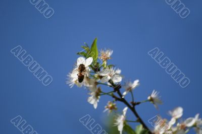 cherry tree flowers with bee