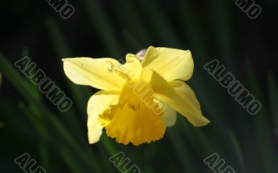 narcissus flower
