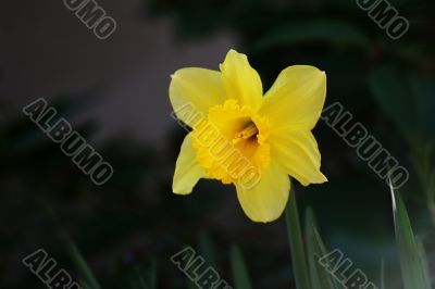 narcissus flower