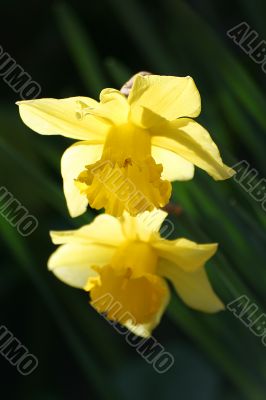 narcissus flowers