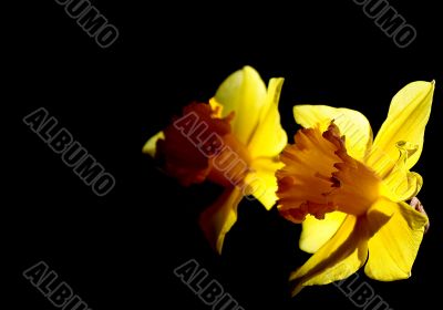 narcissus flowers