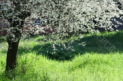 cherry tree flowers