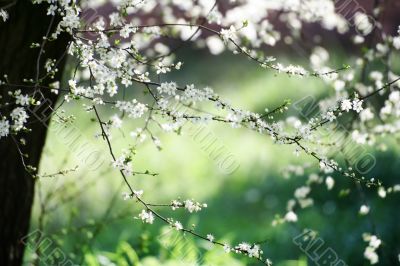 cherry tree flowers