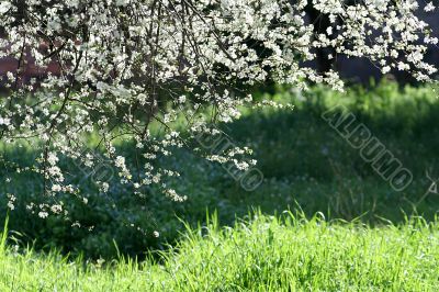 cherry tree flowers