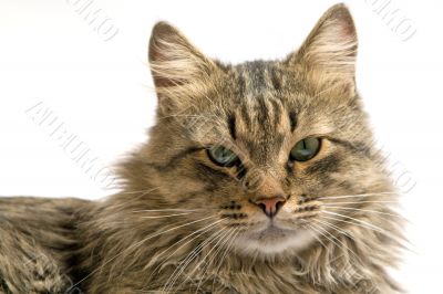 Portrait of a cat on a white background. isolated