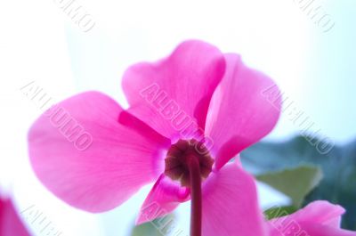 Pink flower