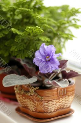 Violet in pot