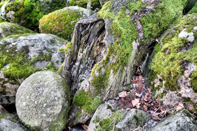 Rhizome