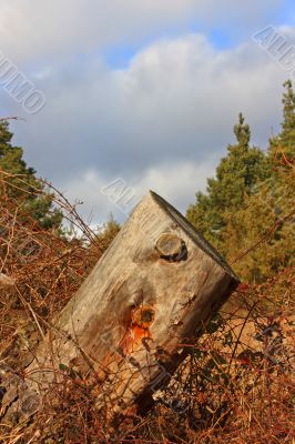 Stump
