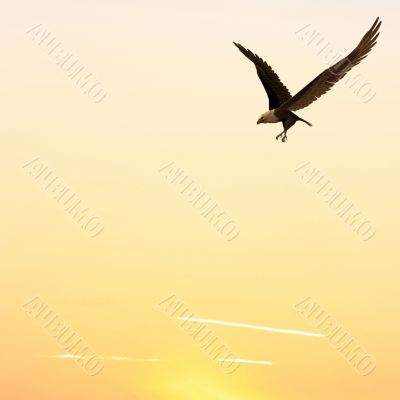 Flying Eagle