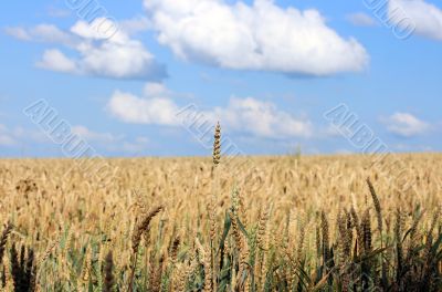 Wheaten