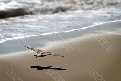 Coming In For Landing