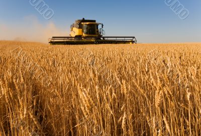 Working the harvest