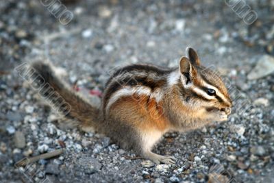 Chipmunk