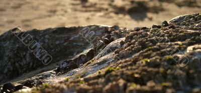 Mussels Sunset