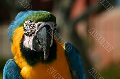 Macaw