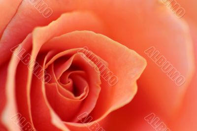 Soft Rose Petals