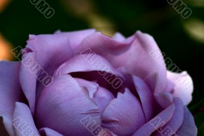 Lavender Morning