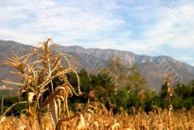 Harvest Time