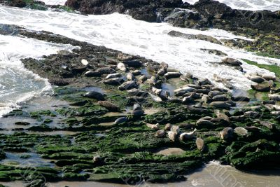 Seals 5313