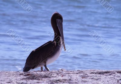 grey pacific pelican