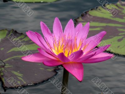 Water lily