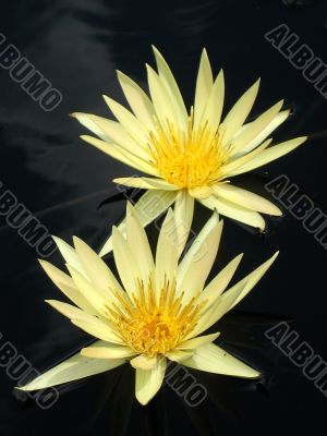 Water lilies