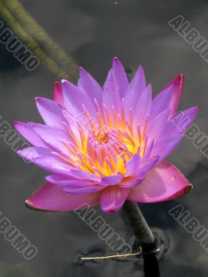Water lily