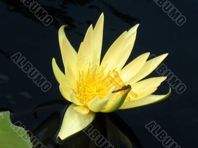 Water lily