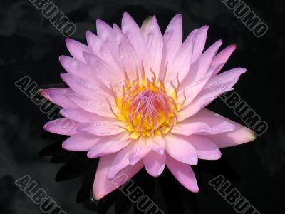 Water lily