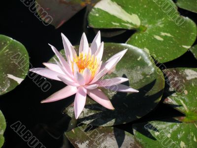 Water lily