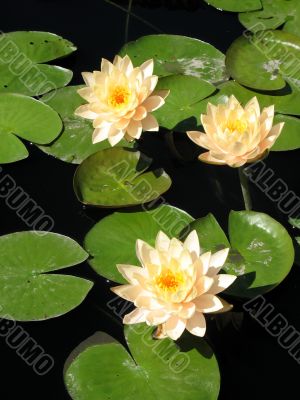Water lilies