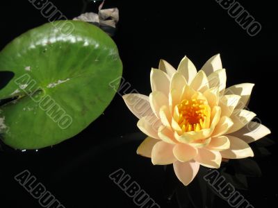 Water lily
