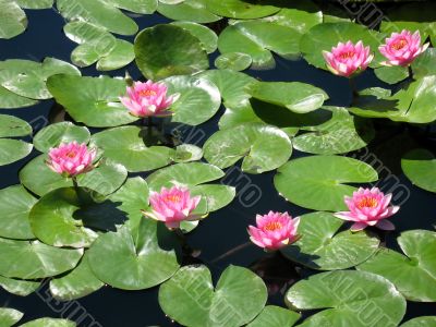 Water lilies