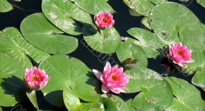 Water lilies
