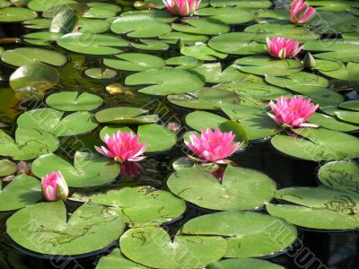 Water lilies