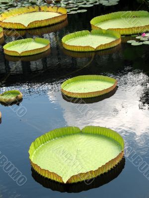 Water-platter