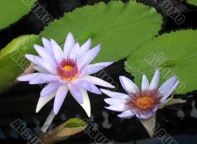 Water lilies