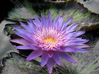 Water lily