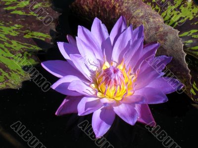 Water lily