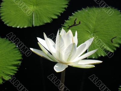 Water lily