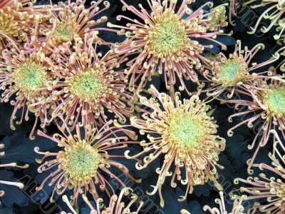Chrysanthemums